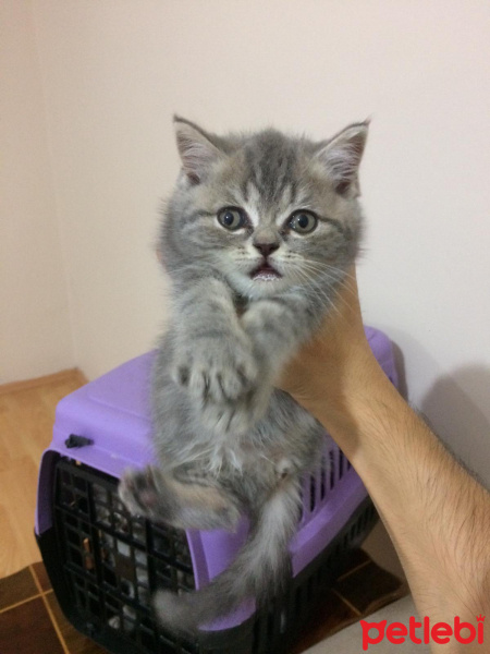 British Shorthair, Kedi  Maya fotoğrafı