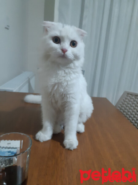 British Shorthair, Kedi  Mia fotoğrafı