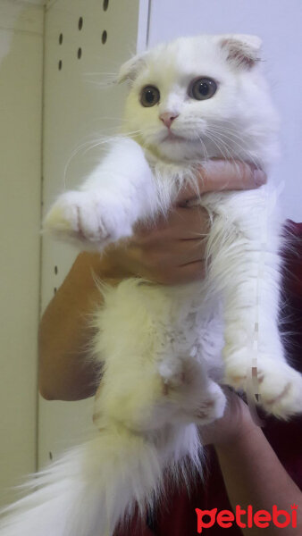 British Shorthair, Kedi  Mia fotoğrafı