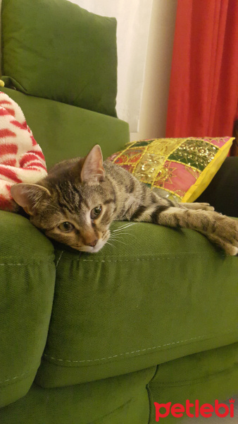 Tekir Kedi, Kedi  Şans fotoğrafı