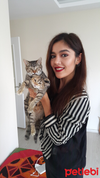 Tekir Kedi, Kedi  Şans fotoğrafı