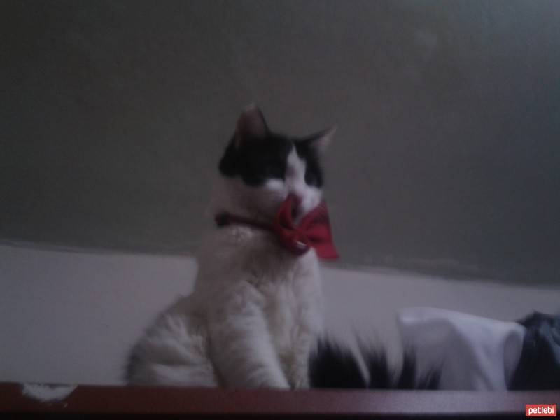 Tekir Kedi, Kedi  Benkli fotoğrafı