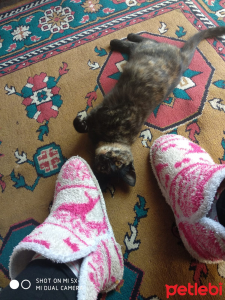 Tekir Kedi, Kedi  Mercan fotoğrafı
