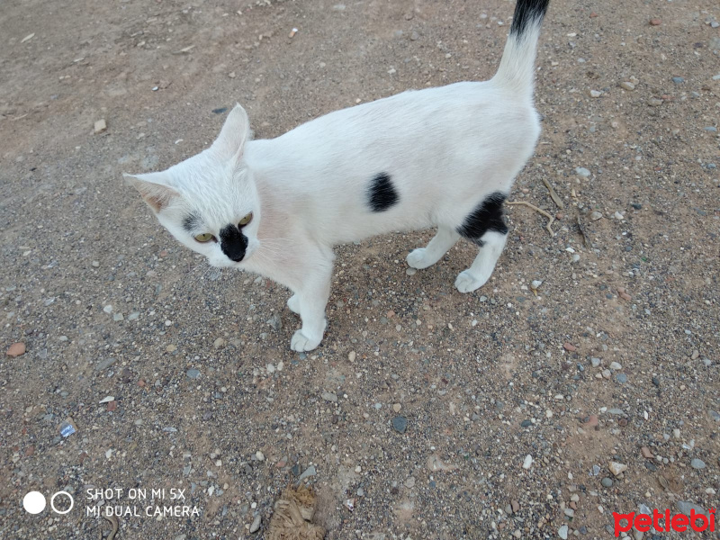 Tekir Kedi, Kedi  Zahir fotoğrafı
