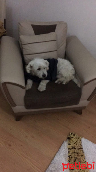 Maltese, Köpek  Beyaz fotoğrafı