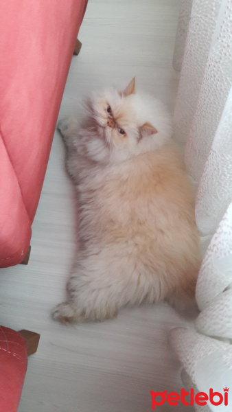 İran Kedisi (Persian), Kedi  Latte fotoğrafı