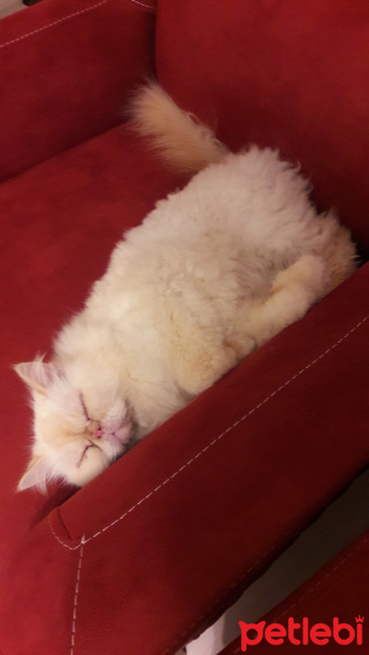 İran Kedisi (Persian), Kedi  Latte fotoğrafı
