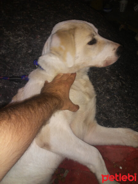 Türk Tazısı, Köpek  Alex fotoğrafı