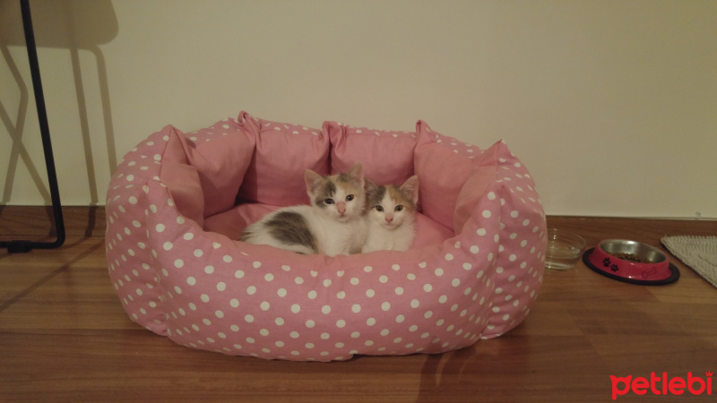 Tekir Kedi, Kedi  üç / beş fotoğrafı