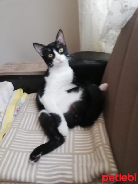 Tuxedo (Smokin) Kedi, Kedi  Chucky fotoğrafı
