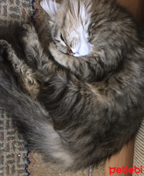 Chinchilla, Kedi  Kirpik fotoğrafı