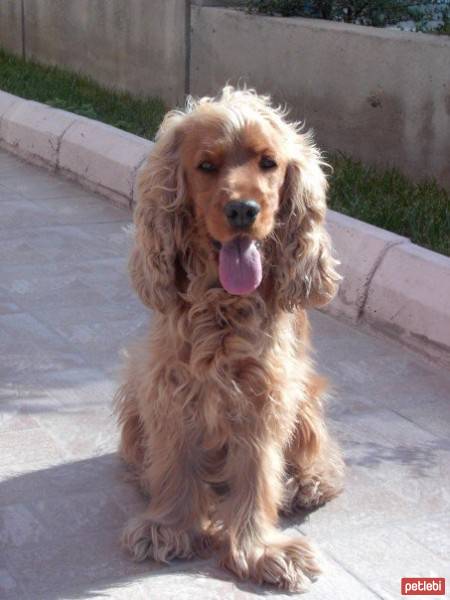 Amerikan Cocker Spaniel, Köpek  lucky fotoğrafı