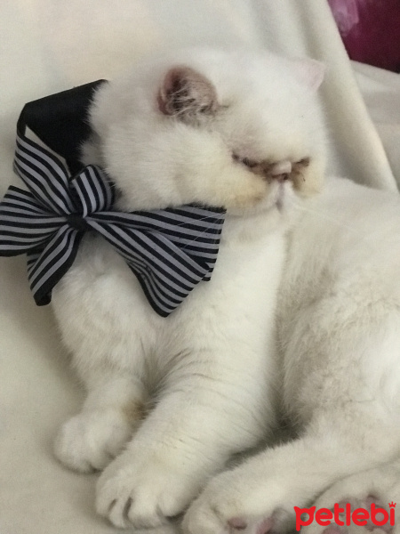 Exotic Shorthair, Kedi  Mia fotoğrafı