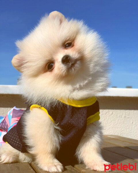 Pomeranyalı, Köpek  Leydi fotoğrafı