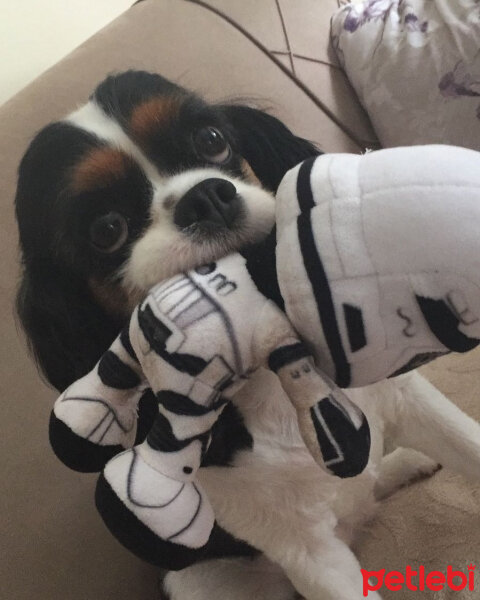 Cavalier King Charles Spanieli, Köpek  Zeytin fotoğrafı