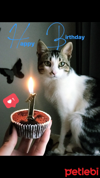 Tekir Kedi, Kedi  Aşil fotoğrafı