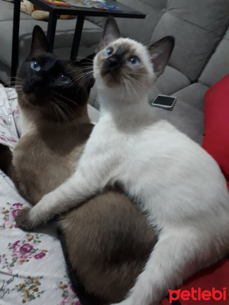 Siyam Kedisi, Kedi  Romeo fotoğrafı