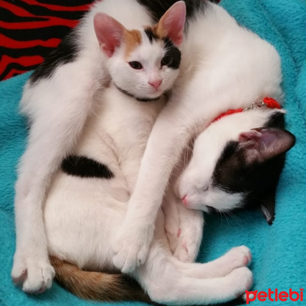 Tuxedo (Smokin) Kedi, Kedi  ÇAKIL fotoğrafı