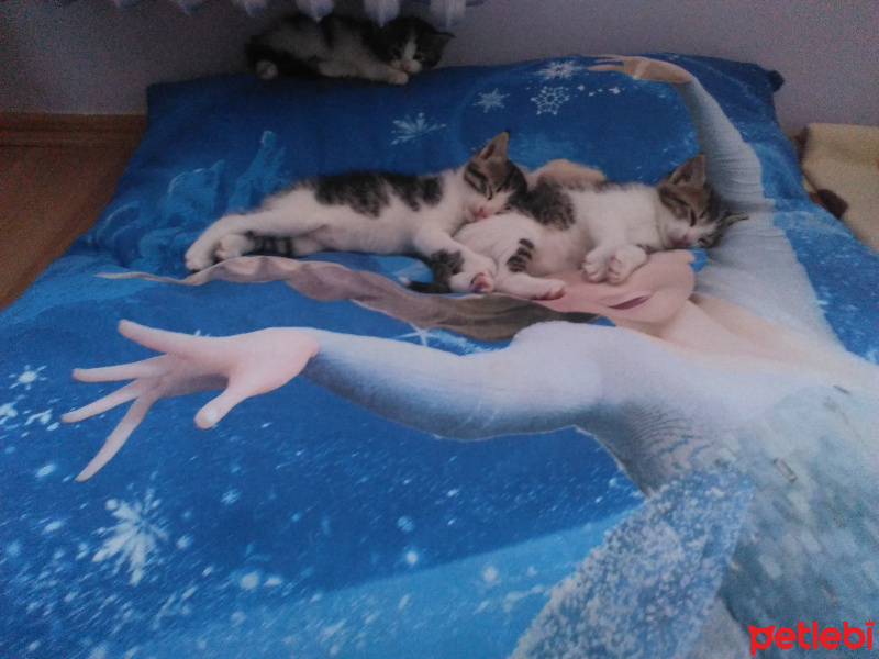 Tekir Kedi, Kedi  Prenses fotoğrafı