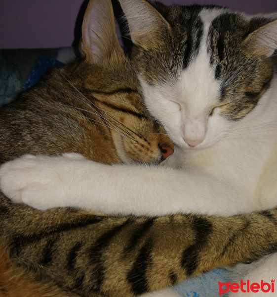 Tekir Kedi, Kedi  Prenses fotoğrafı