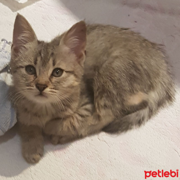 Tekir Kedi, Kedi  ASİL fotoğrafı