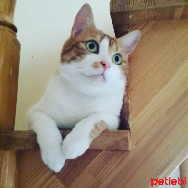 Sarman, Kedi  Rijiy fotoğrafı