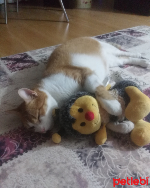 Sarman, Kedi  Rijiy fotoğrafı