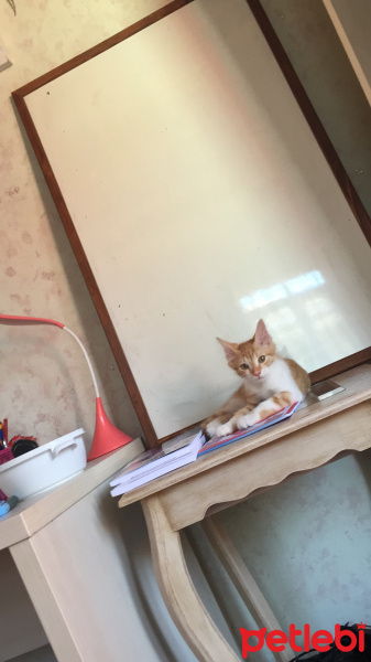 Sarman, Kedi  Yasemin fotoğrafı