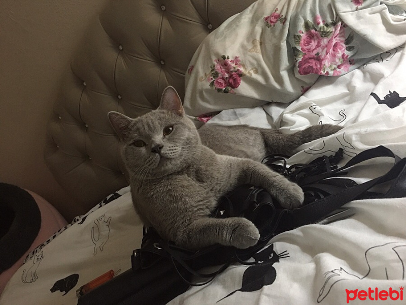 British Shorthair, Kedi  Carlos fotoğrafı
