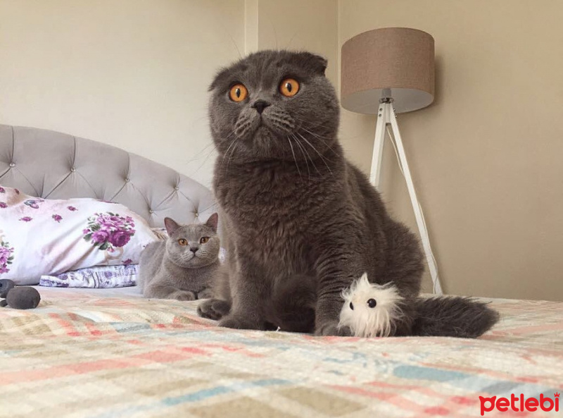 British Shorthair, Kedi  Carlos fotoğrafı