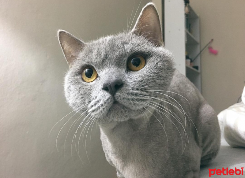 British Shorthair, Kedi  Carlos fotoğrafı