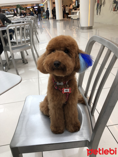 Poodle (Minyatür Kaniş), Köpek  Miço fotoğrafı