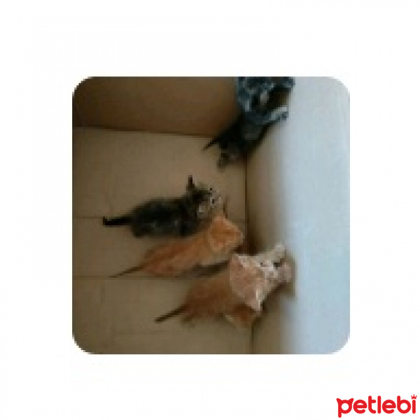 Tekir Kedi, Kedi  Adı yoktur. fotoğrafı