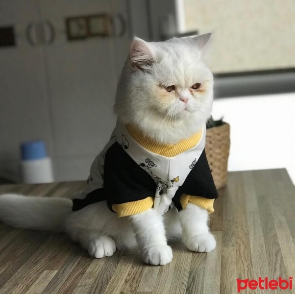 British Shorthair, Kedi  Tommy fotoğrafı