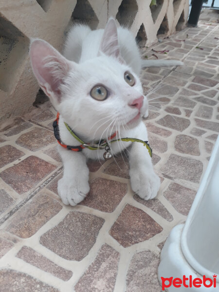 Ankara Kedisi, Kedi  ARTEMİS fotoğrafı