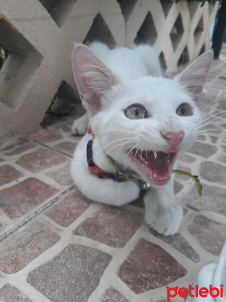 Ankara Kedisi, Kedi  ARTEMİS fotoğrafı