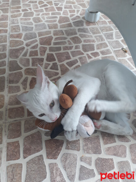 Ankara Kedisi, Kedi  ARTEMİS fotoğrafı