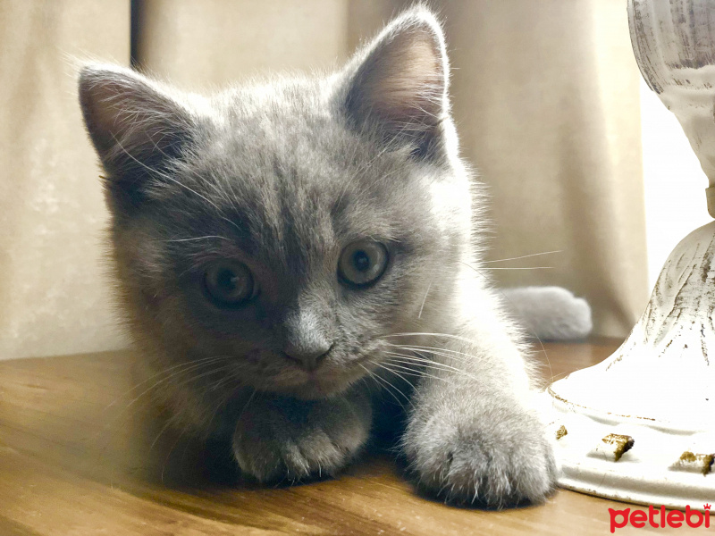 British Shorthair, Kedi  Misha fotoğrafı