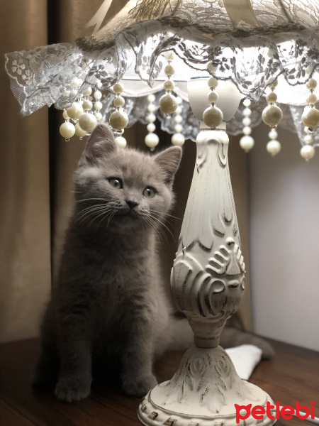 British Shorthair, Kedi  Misha fotoğrafı