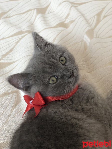 British Shorthair, Kedi  Misha fotoğrafı
