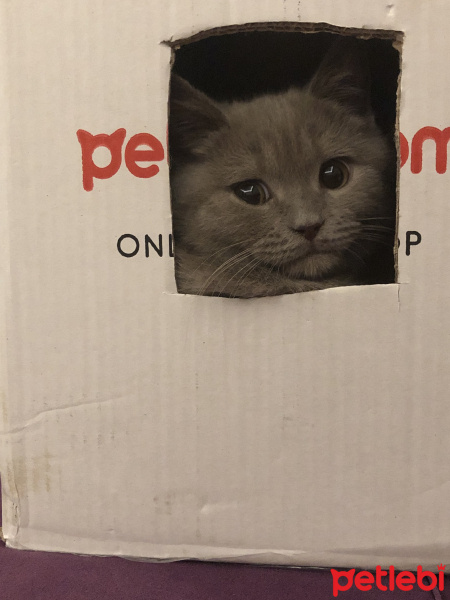 British Shorthair, Kedi  Misha fotoğrafı