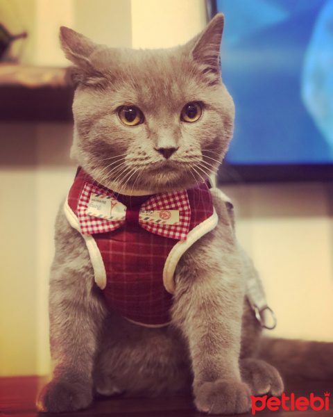 British Shorthair, Kedi  Misha fotoğrafı