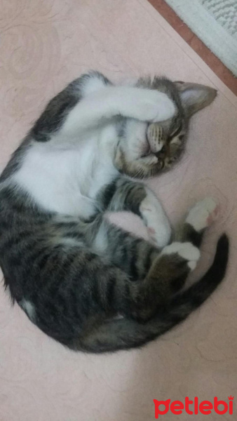 Tekir Kedi, Kedi  suşi fotoğrafı
