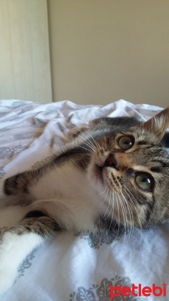 Tekir Kedi, Kedi  suşi fotoğrafı