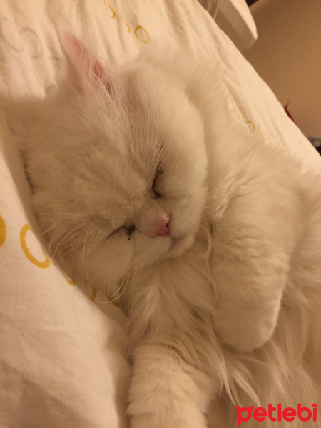 İran Kedisi (Persian), Kedi  Roma fotoğrafı