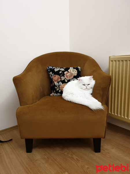 İran Kedisi (Persian), Kedi  Roma fotoğrafı