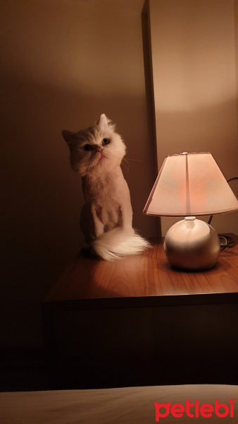 İran Kedisi (Persian), Kedi  Roma fotoğrafı