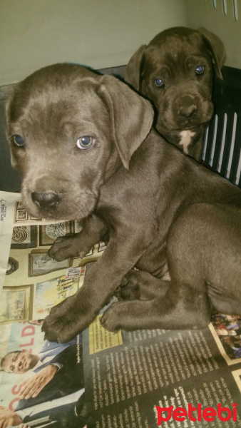 Cane Corso Italiano, Köpek  Paşa fotoğrafı