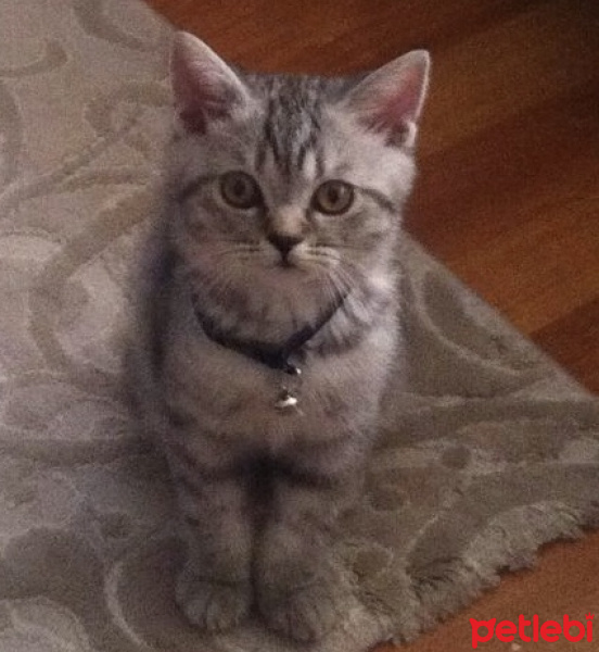British Shorthair, Kedi  DUMAN fotoğrafı