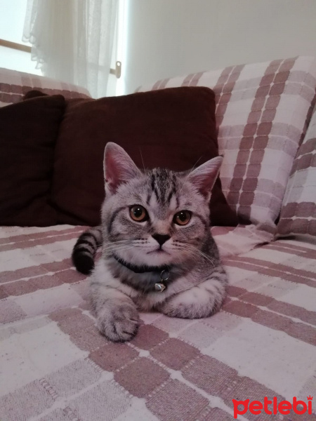 British Shorthair, Kedi  DUMAN fotoğrafı